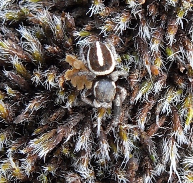 Salticidae - Aiuto con l''identificazione per favore!